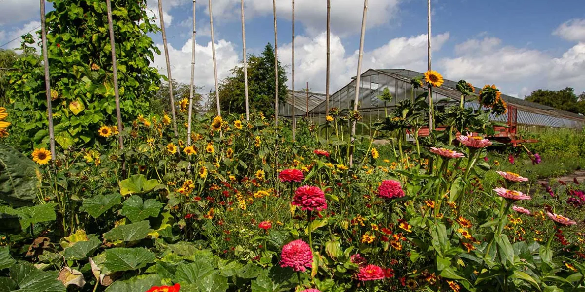 Blumenpracht im Ökologischen Lehrgarten der Gärtnerei rhizom